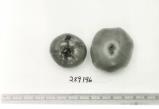 Click for 1 image(s) for this accession. FRUIT